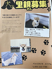 柴犬